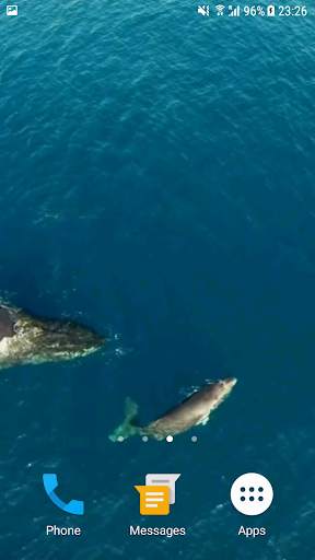 Whale HD Video Live Wallpaper screenshot 4