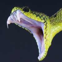 2020 Snake On Screen Prank on 9Apps