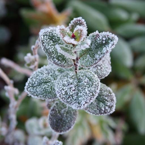 Winter and Autumn Flowers Live Wallpaper 1.0.6