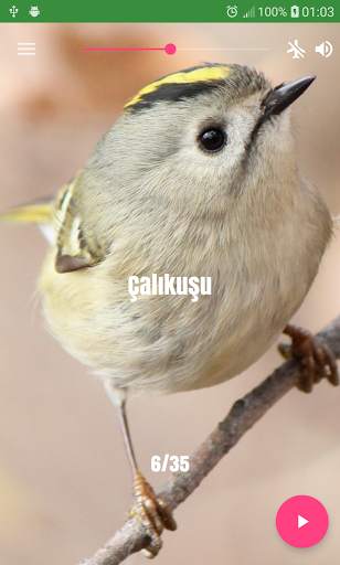 Bird Sounds screenshot 2