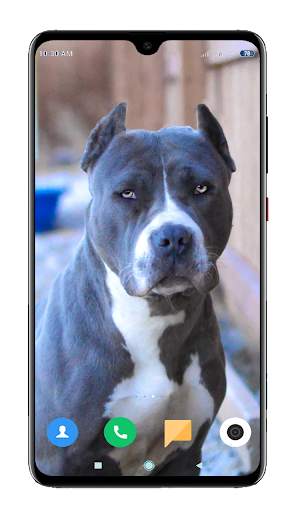 Pitbull Dog Wallpaper HD screenshot 4
