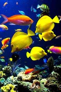 Fish Wallpaper screenshot 2