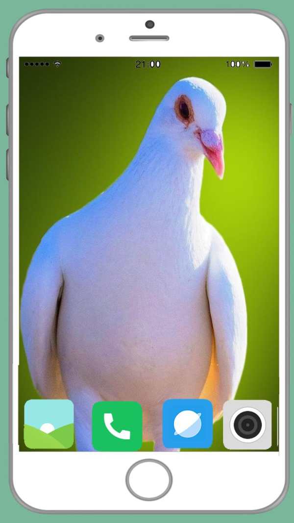 Pigeon Full HD Wallpaper screenshot 6