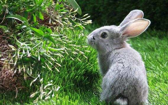 Funny Bunnies live wallpaper screenshot 5