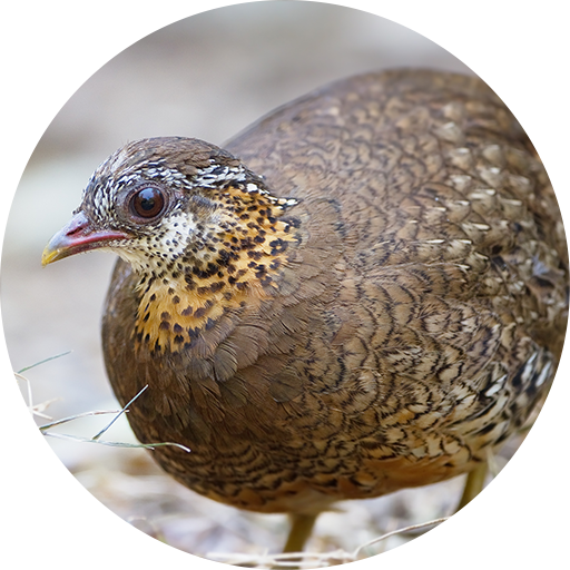 Quail Call Sounds أيقونة
