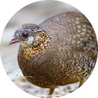 Quail Call Sounds on 9Apps