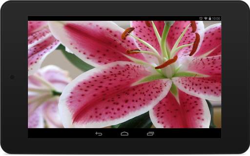 Lily Wallpapers screenshot 7