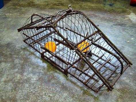bird trap screenshot 3
