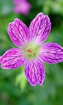 Geranium wallpapers screenshot 3