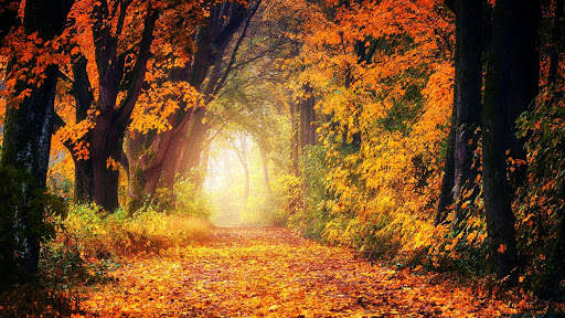 Autumn Live Wallpaper (wallpapers & backgrounds) screenshot 4