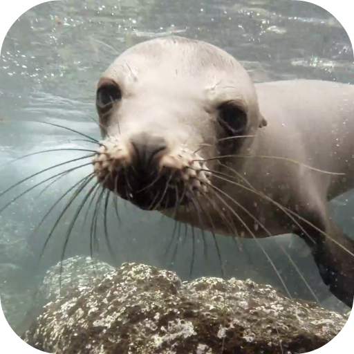 Sea Lions Video Live Wallpaper 4.0