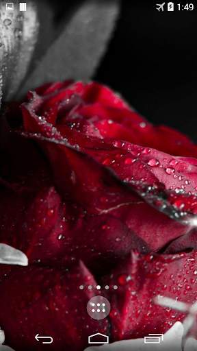 Red Rose 4K Live Wallpaper screenshot 5