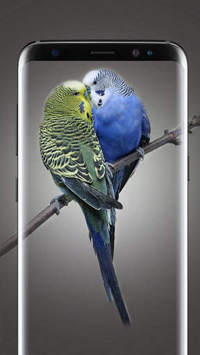 Bird Wallpapers Live HD स्क्रीनशॉट 3