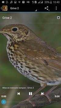 Thrush Bird Sound screenshot 2