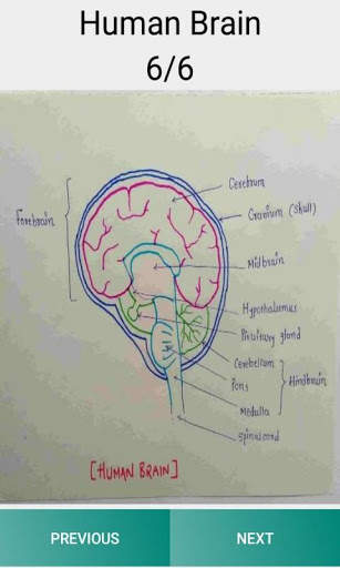 Standard 10 Science Diagram Stepwise screenshot 6
