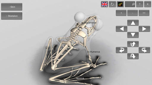 3D Frog Skeleton screenshot 6