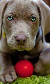 Dog Cute Photo Jigsaw Puzzle Game Free screenshot 2