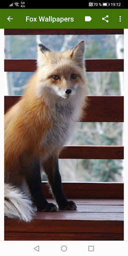 Fox Wallpapers screenshot 13