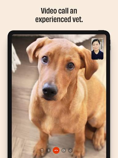 FirstVet - Your video vet screenshot 2