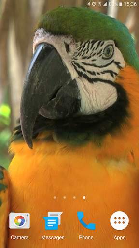 Parrot Live Wallpaper screenshot 5