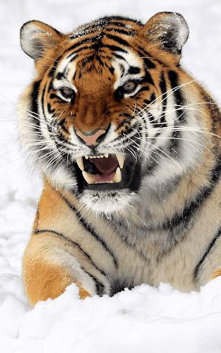 Tiger Live wallpaper screenshot 7