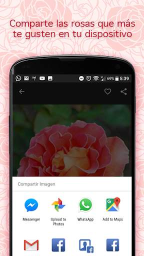 Pictures of Roses screenshot 3