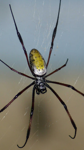 Spider Wallpapers HD & 4k Backgrounds screenshot 8