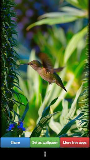 Hummingbirds HD Wallpaper screenshot 4