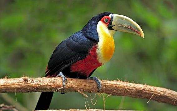 Toucan Bird HD Wallpaper screenshot 4