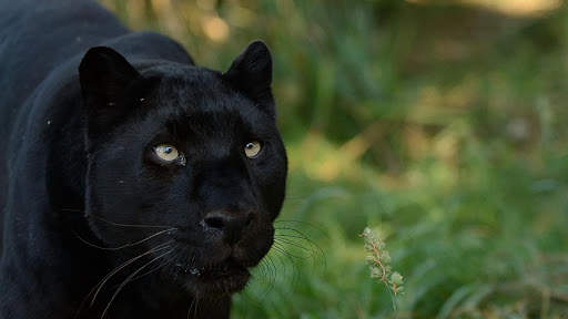 Panther Wallpapers: backgrounds hd screenshot 19
