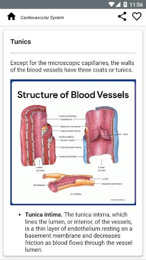 Human Anatomy and Physiology screenshot 7