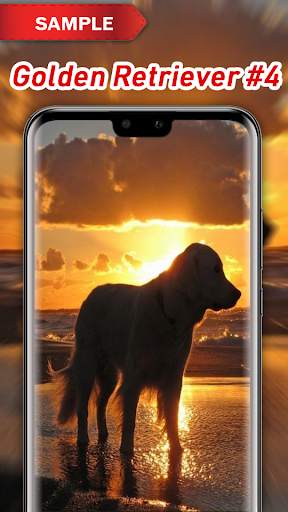 Golden Retriever Wallpaper screenshot 5