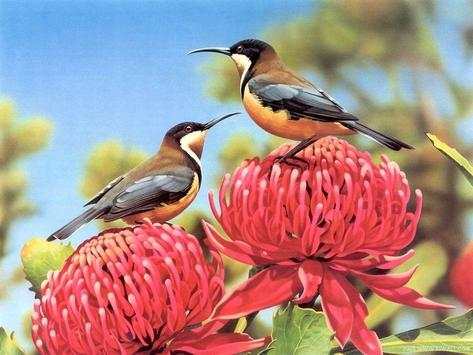 oh birds स्क्रीनशॉट 1