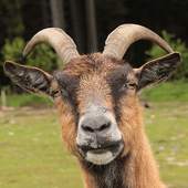 Funny Goat Sounds 1.0.0.5