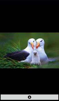 Live Birds Wallpapers(offline) screenshot 6