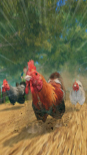 Wild Rooster Animal Run Race- Chicken Farm Racing screenshot 1