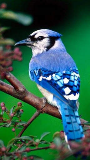 Blue Jay Bird Wallpapers HD screenshot 1