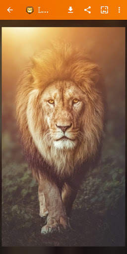 🦁 Lion Wallpaper : Wild King Backgrounds screenshot 21