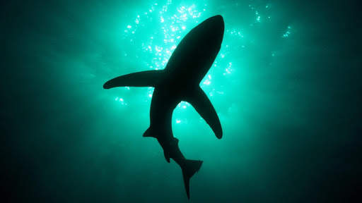 Shark Live Wallpaper (Wallpapers & Backgrounds) screenshot 10