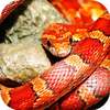 Snake Live Wallpaper : backgrounds hd on 9Apps