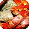 Snake Live Wallpaper : backgrounds hd 15.0