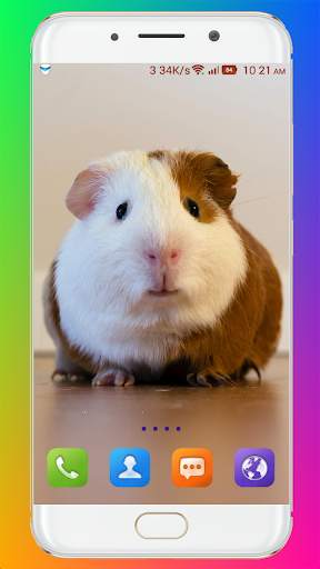 Guinea Pig Wallpaper screenshot 6