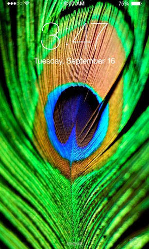Peacock Wallpaper screenshot 4