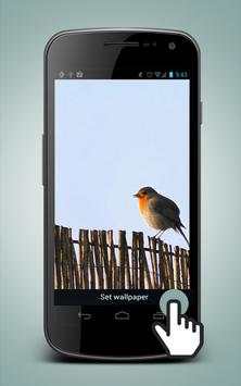 Bird Live Wallpaper screenshot 1