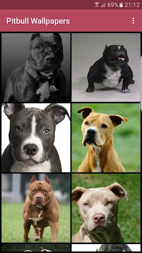 Pitbull Wallpapers 7 تصوير الشاشة