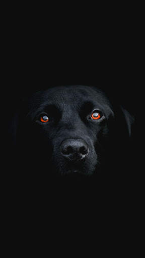 Pitbull Dog Wallpaper HD screenshot 8