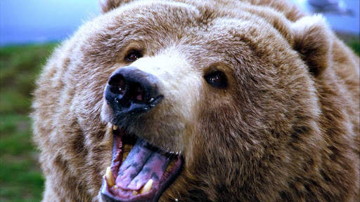 Bear Wallpapers HD & 4k Backgrounds screenshot 18