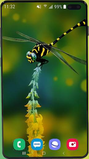 Dragonfly Wallpaper Best HD screenshot 8