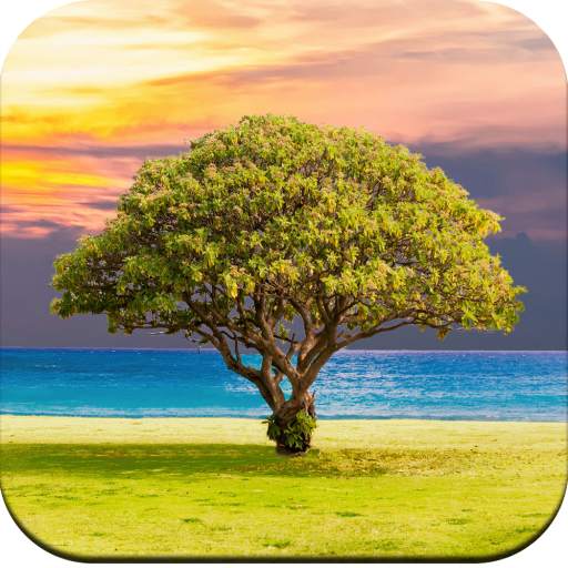 Tree Wallpaper 4K 1.05