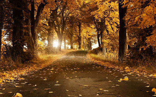 Autumn Wallpapers 12 تصوير الشاشة